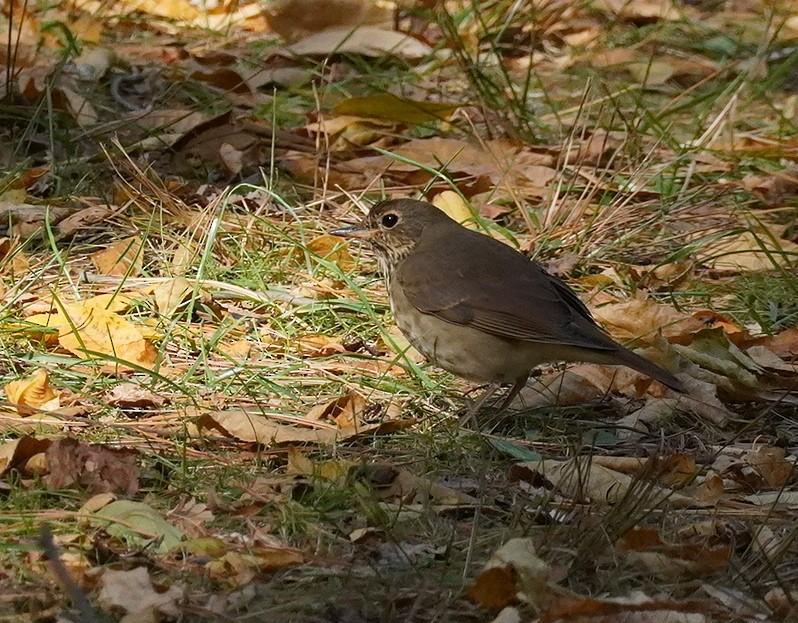 Hermit Thrush - ML625086517