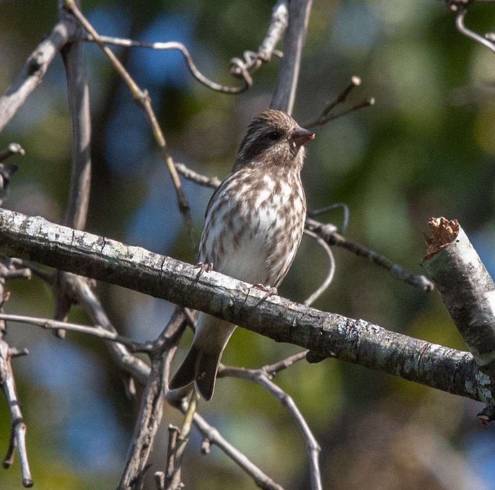 Purple Finch (Eastern) - ML625086524