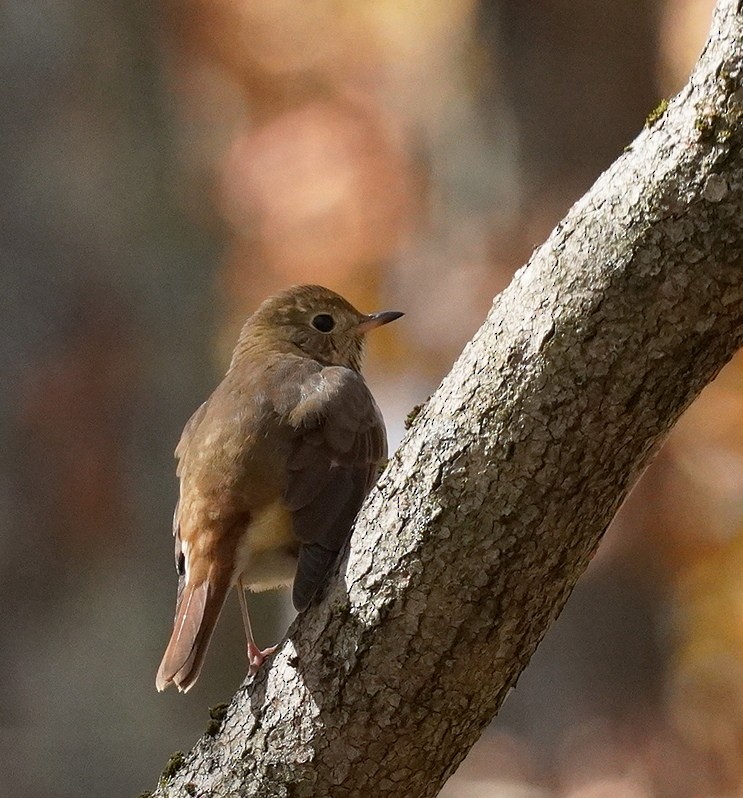 Hermit Thrush - ML625086527