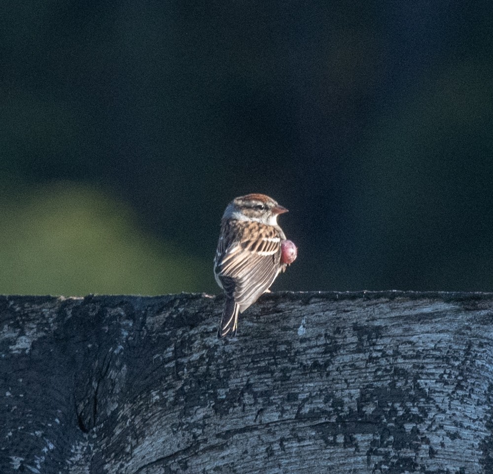 Chipping Sparrow - ML625086535