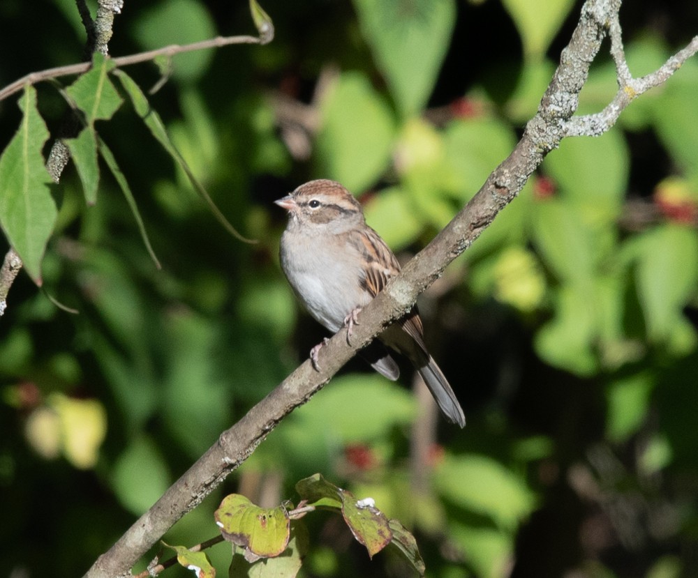 Chipping Sparrow - ML625086536