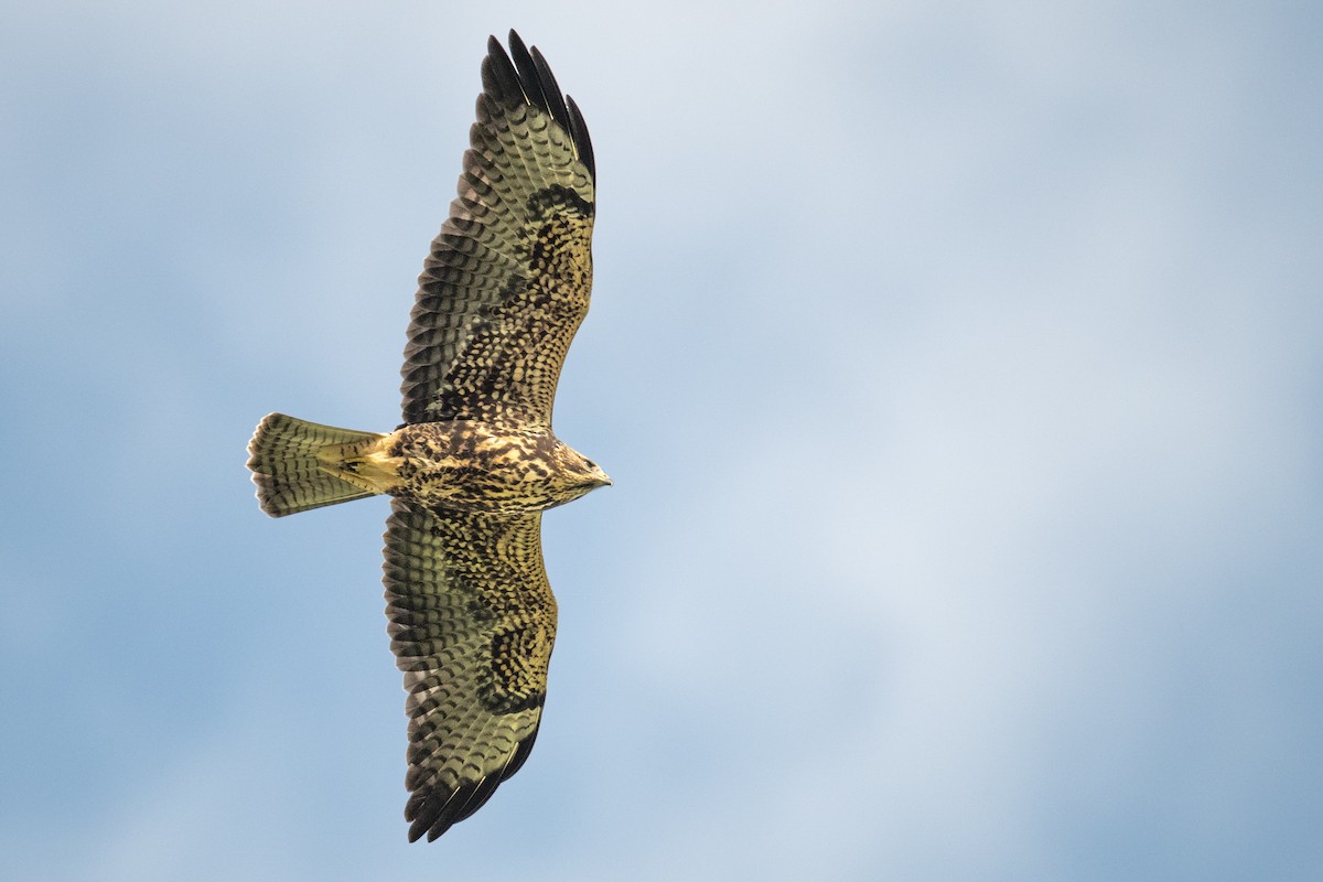 Swainson's Hawk - Dick Murray