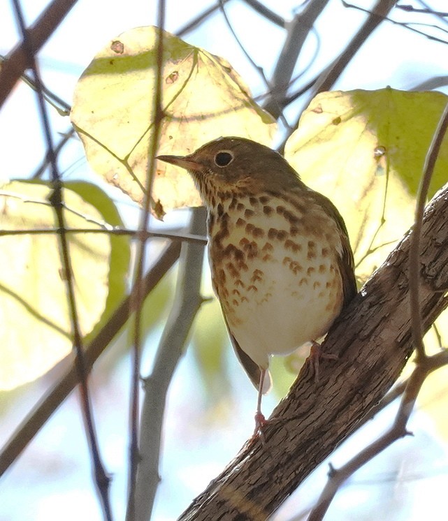 Hermit Thrush - ML625086539