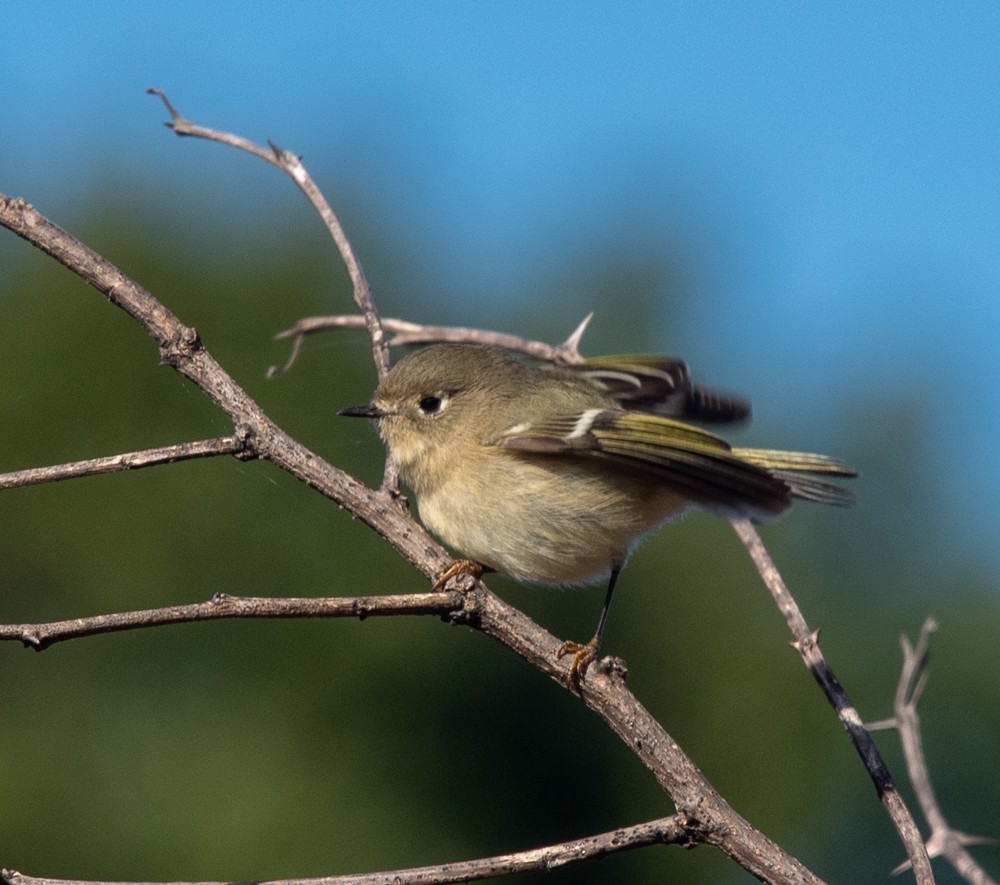 Ruby-crowned Kinglet - ML625086540