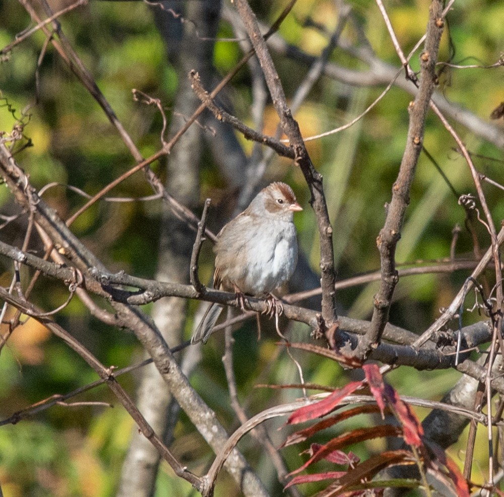 White-crowned Sparrow (Dark-lored) - ML625086550