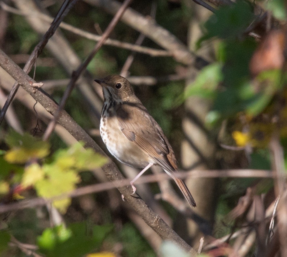 Hermit Thrush (faxoni/crymophilus) - ML625086554