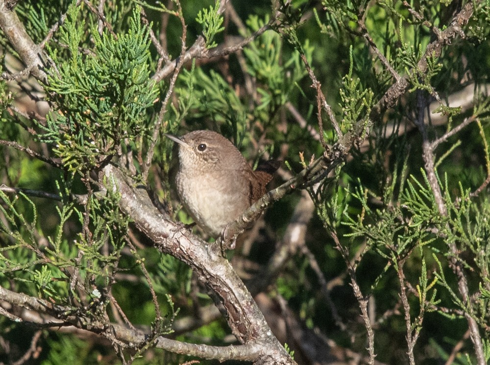 House Wren (Northern) - ML625086561