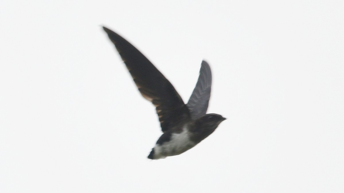 Cassin's Spinetail - ML625086667