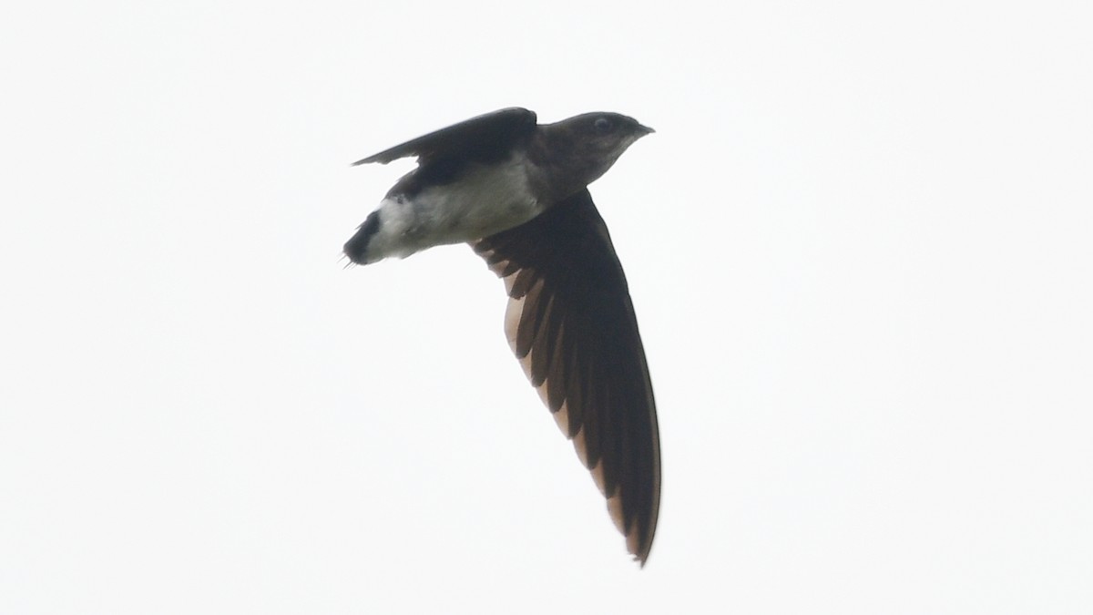 Cassin's Spinetail - ML625086668
