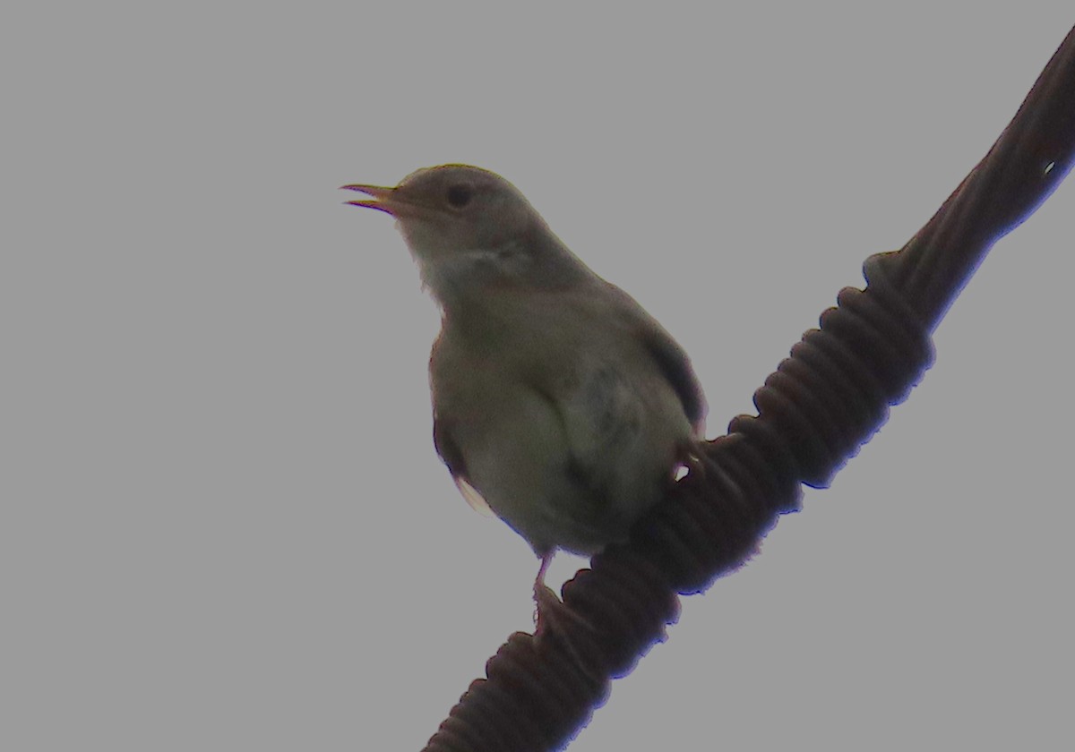 Black-billed Thrush - ML625086669