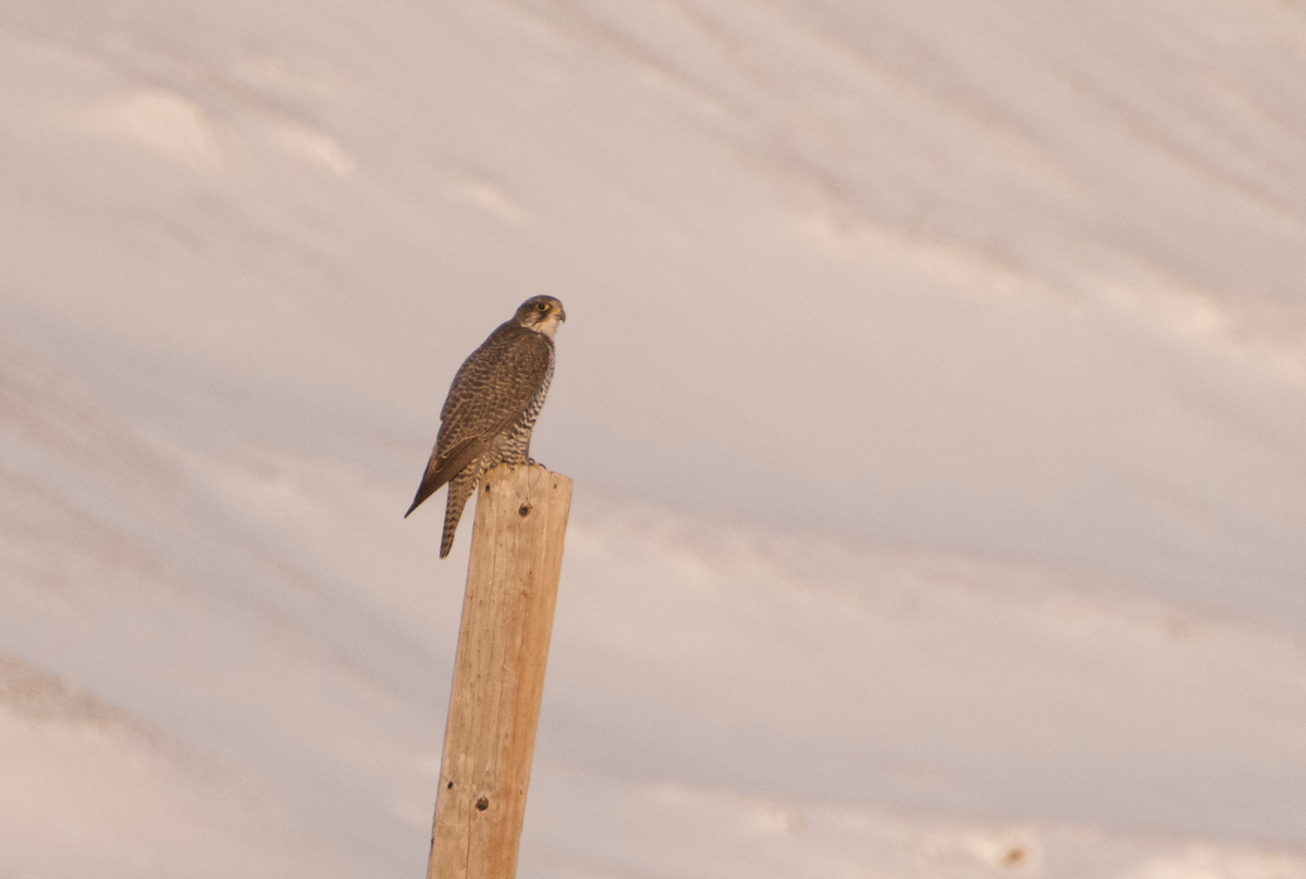 Gyrfalcon - ML625086742