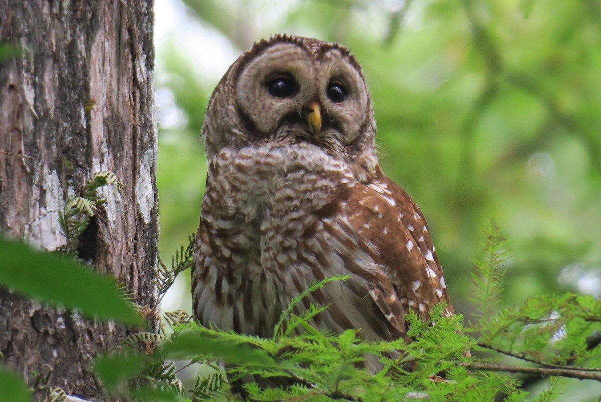 Barred Owl - ML625086757