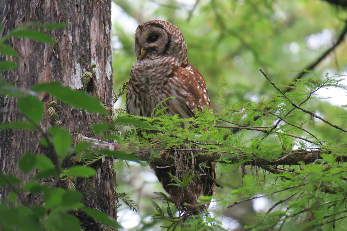 Barred Owl - ML625086758