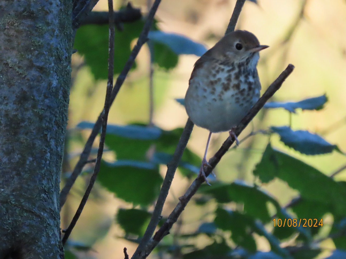 Hermit Thrush - ML625086841