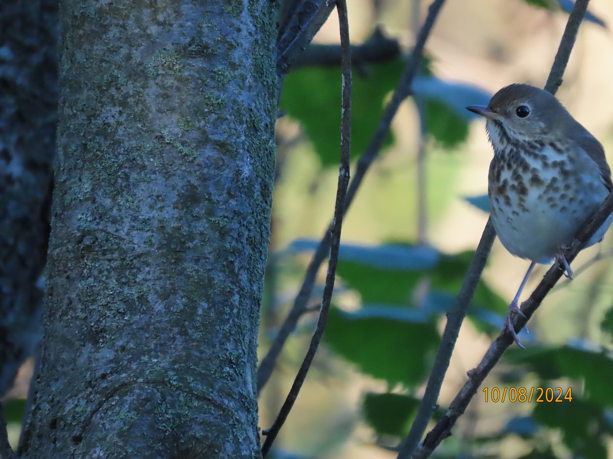 Hermit Thrush - ML625086842
