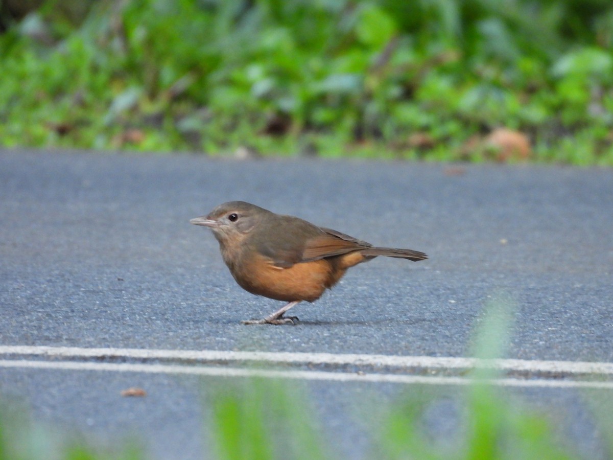 Rufous Shrikethrush - ML625087203