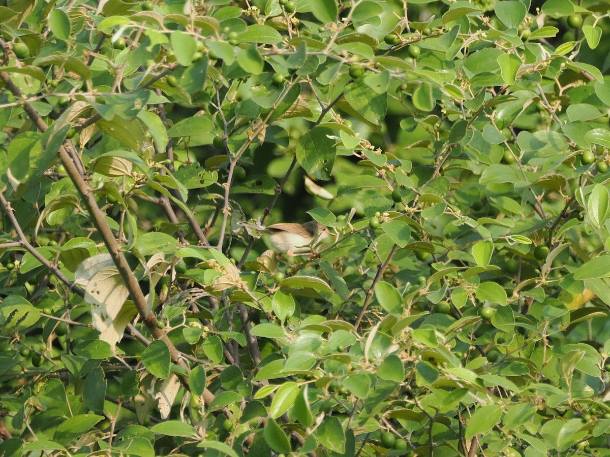 Gray-breasted Prinia - ML625087219