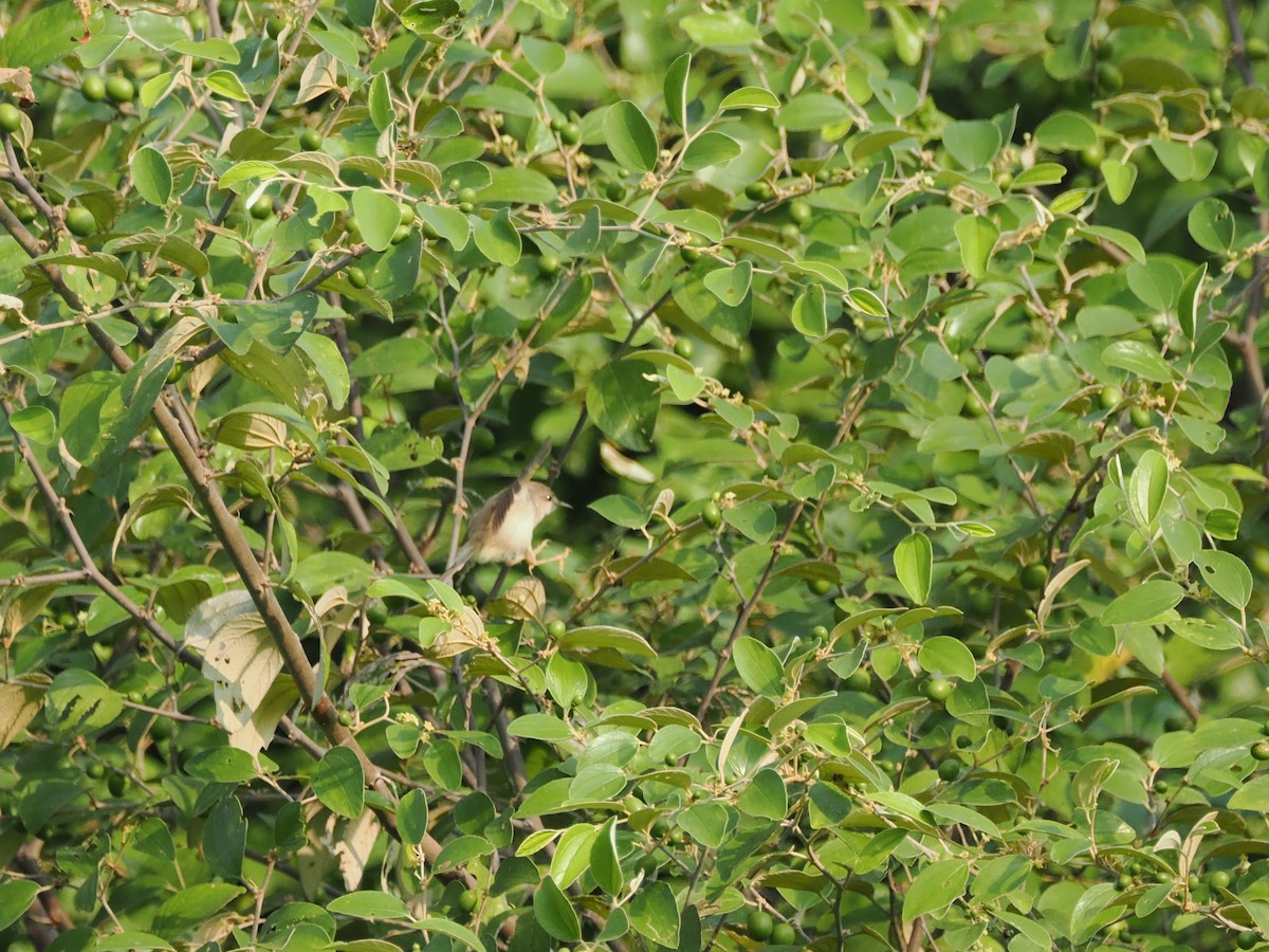 Gray-breasted Prinia - ML625087222