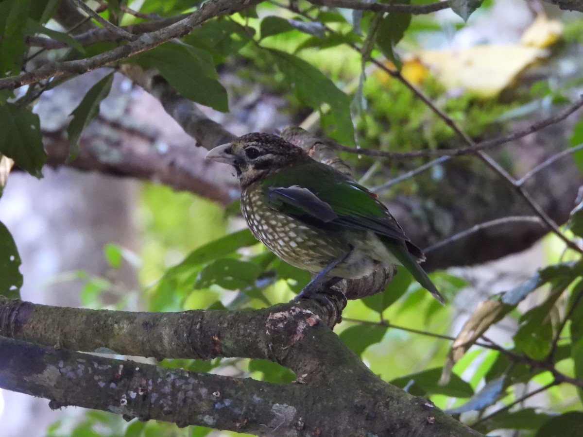 Spotted Catbird - ML625087224