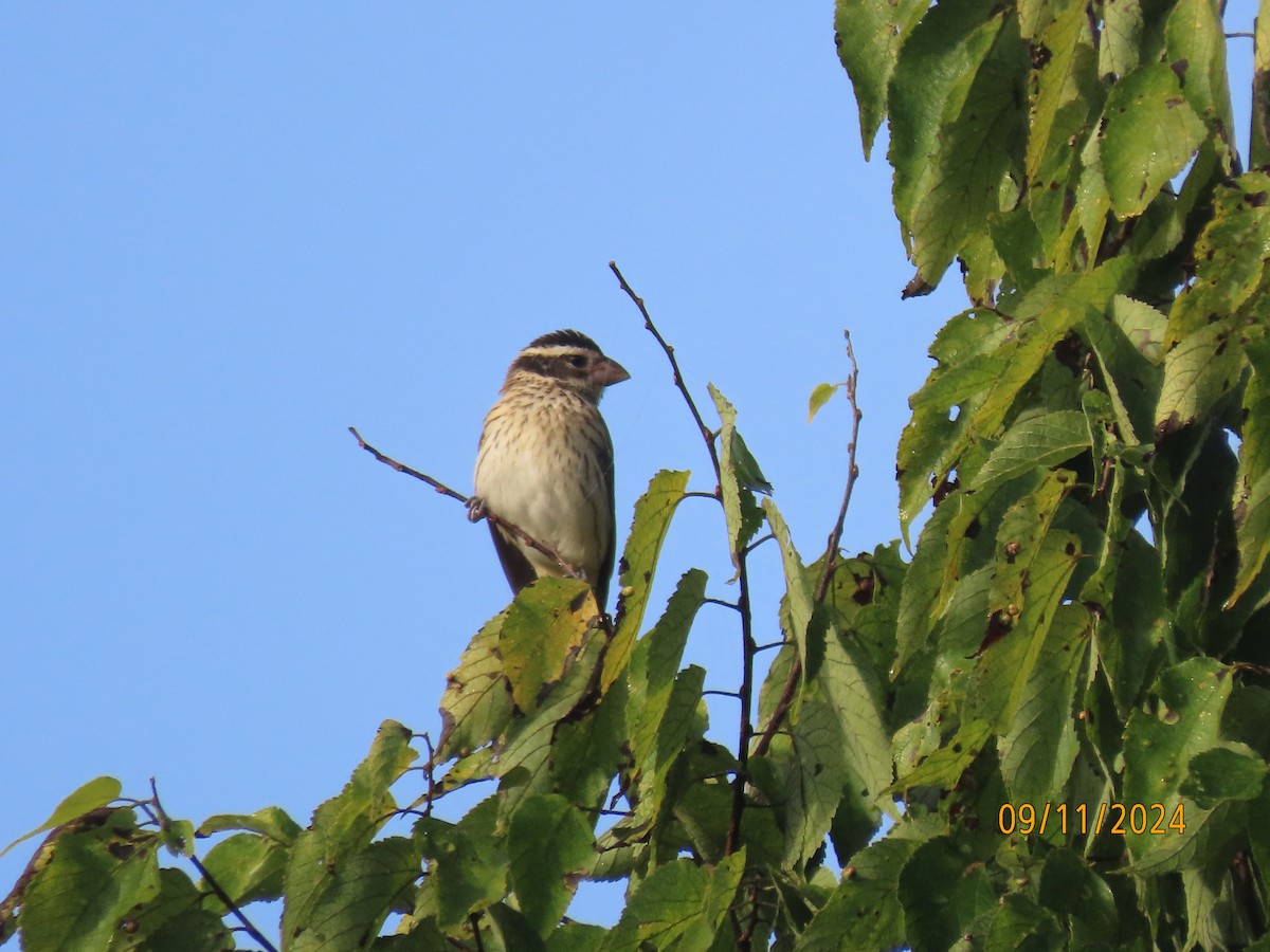 Rose-breasted Grosbeak - ML625087345