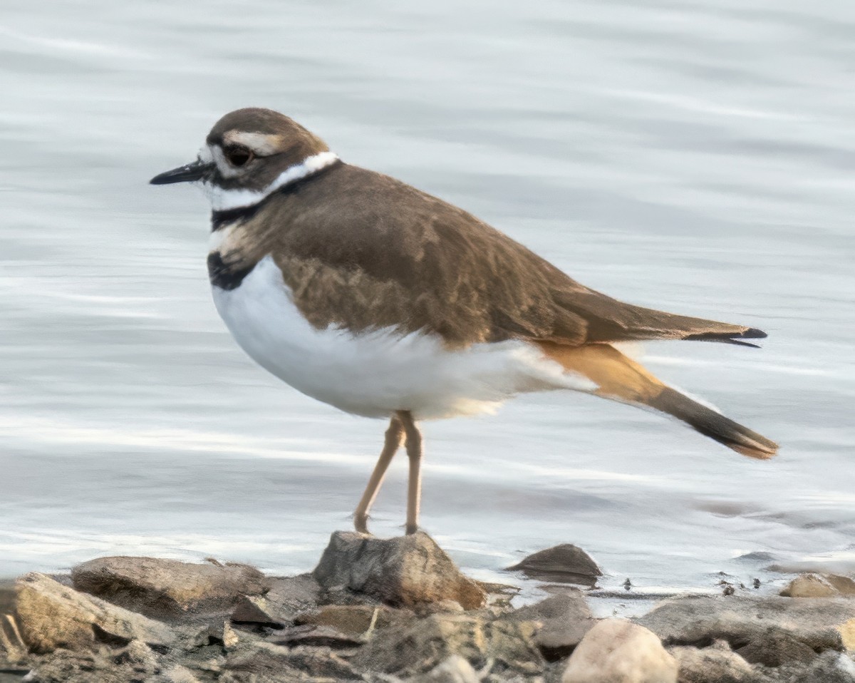 Killdeer - Jim Ward