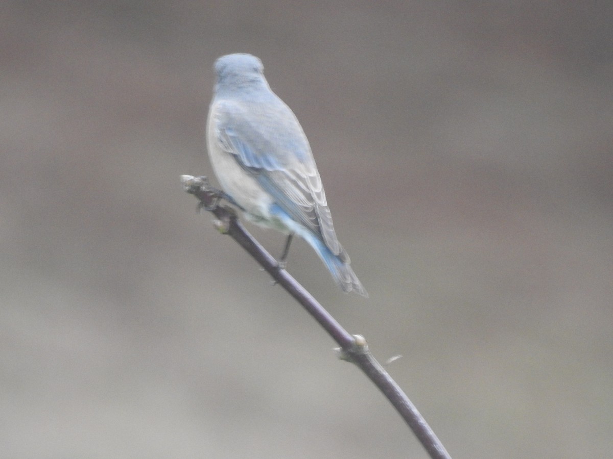 bluebird sp. - ML625087456