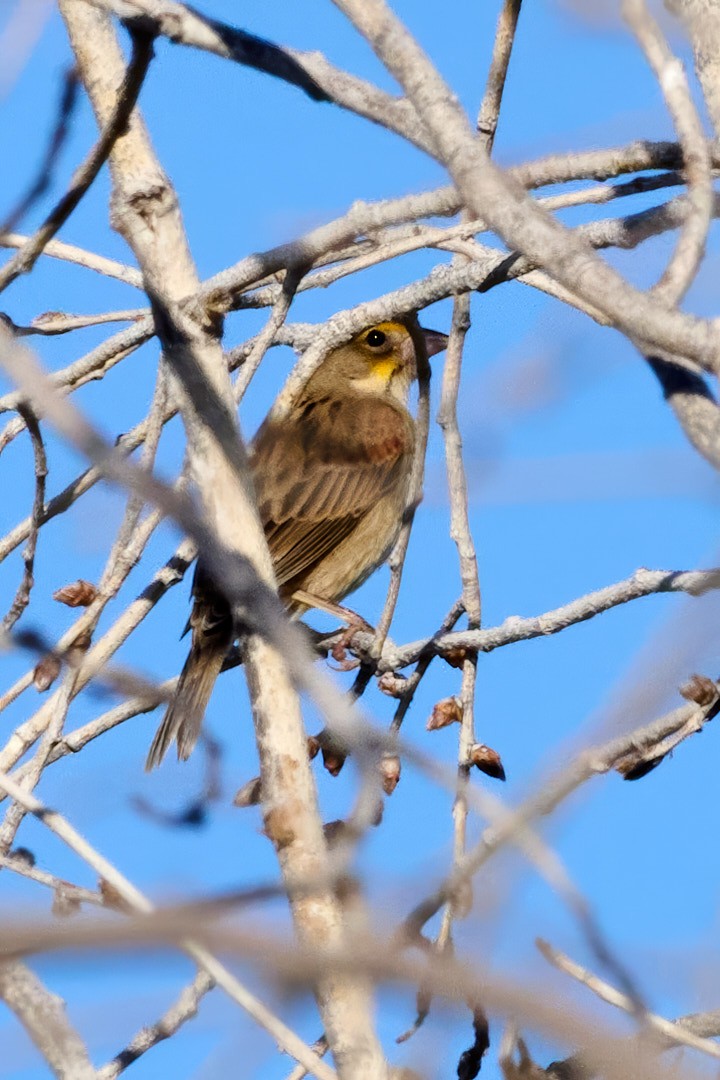 Dickcissel - ML625087576