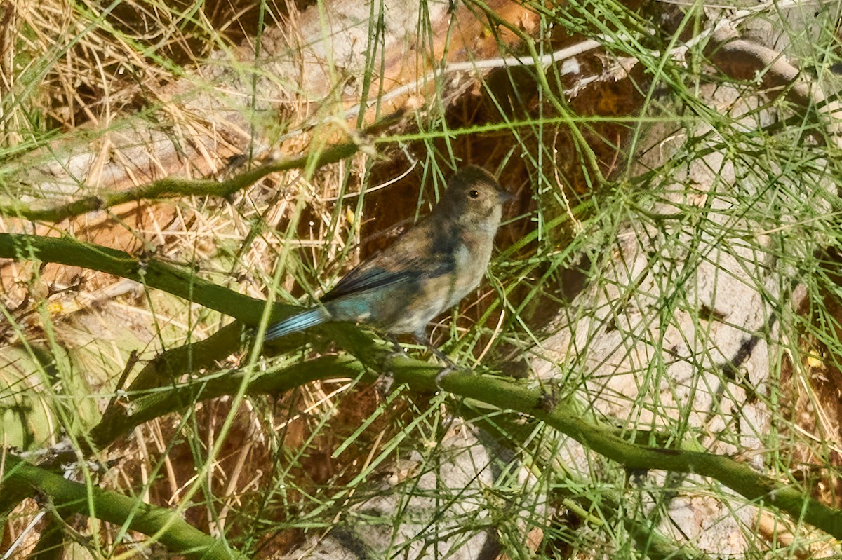 Indigo Bunting - ML625087583