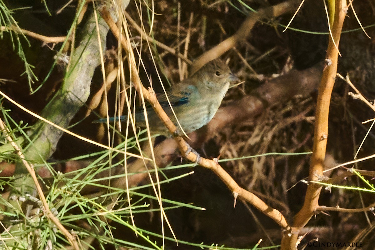 Indigo Bunting - ML625087584