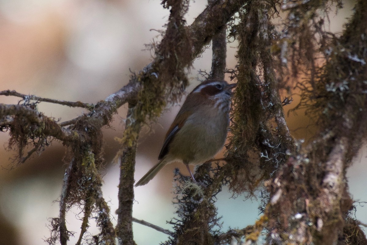 White-browed Fulvetta - ML625087667