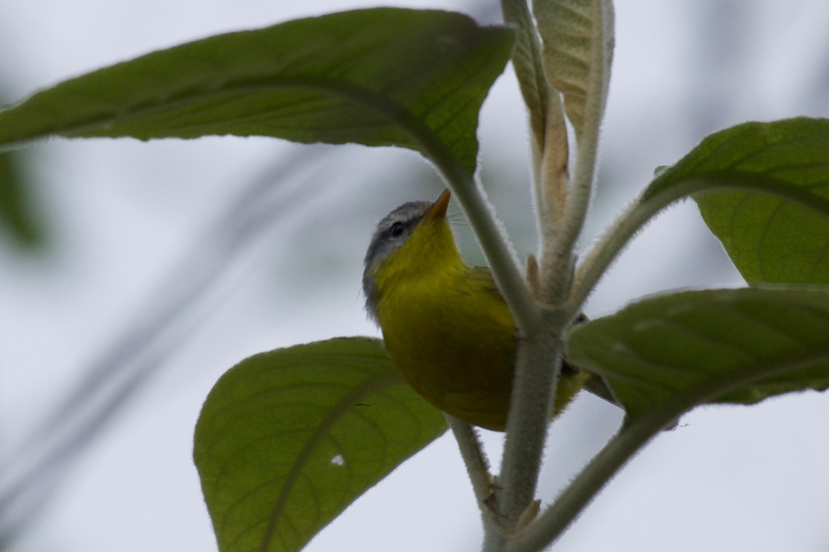 Gray-hooded Warbler - ML625087753