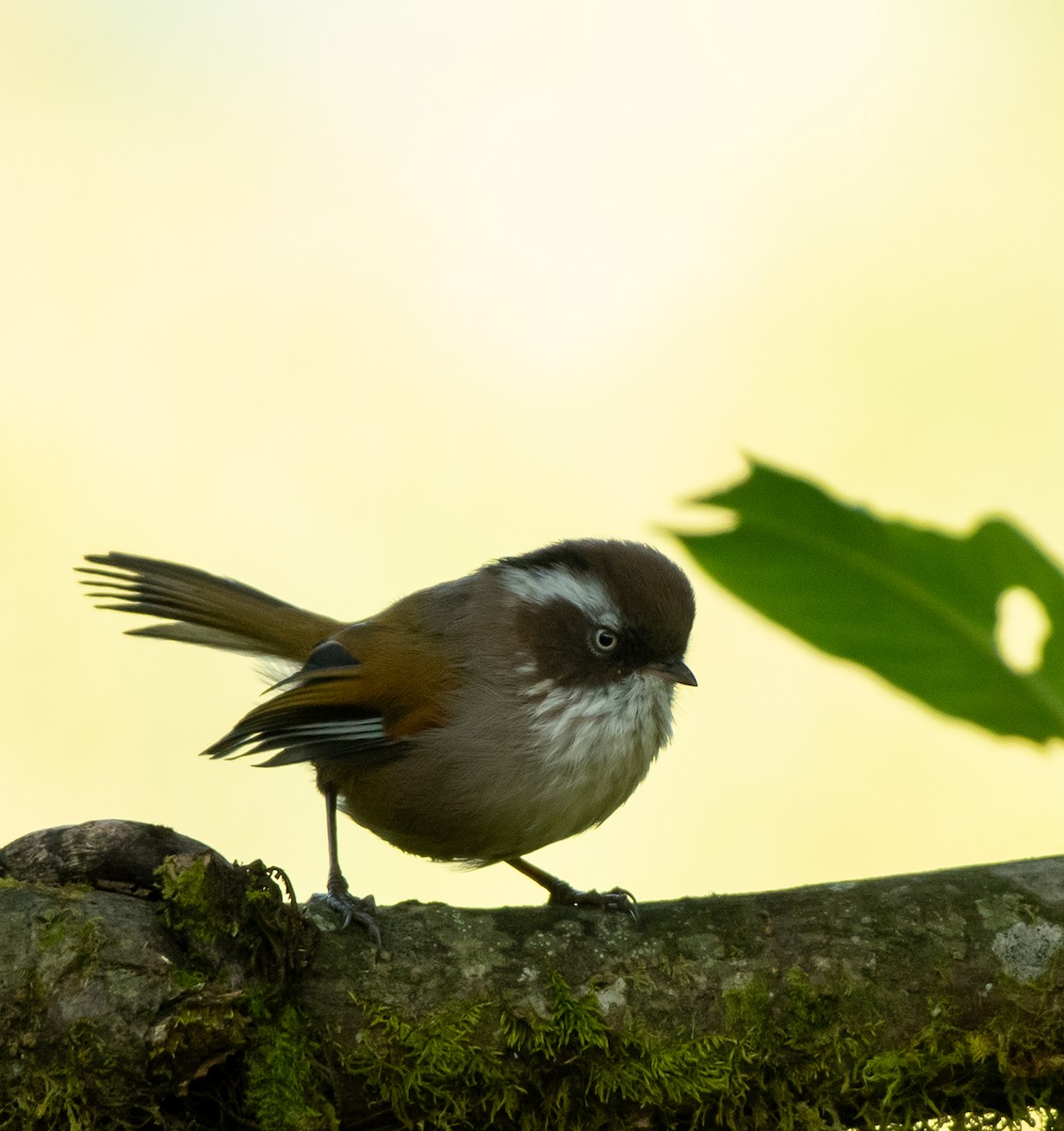 White-browed Fulvetta - ML625088242