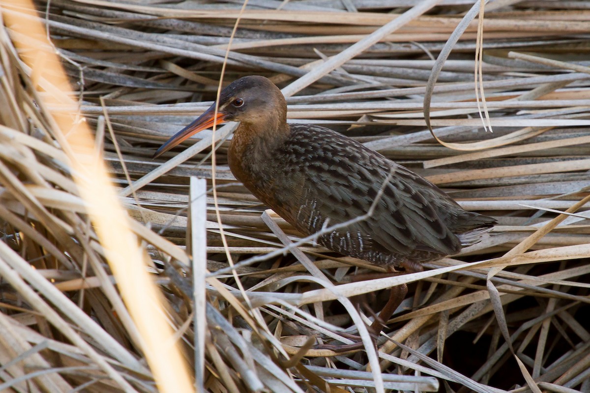 Ridgway's Rail - ML625088301