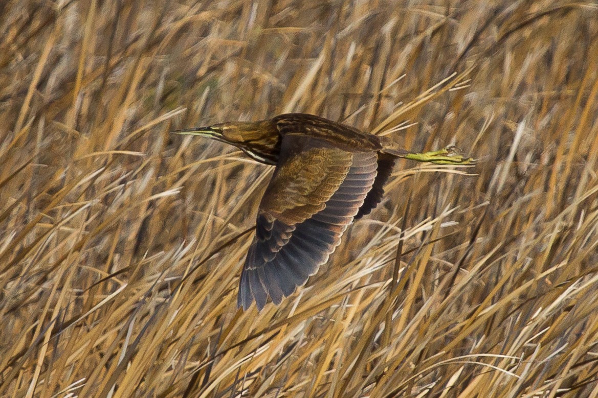 American Bittern - ML625088329