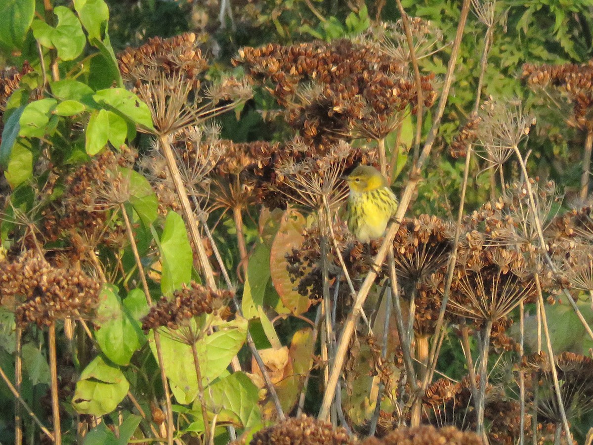 Paruline tigrée - ML625088336