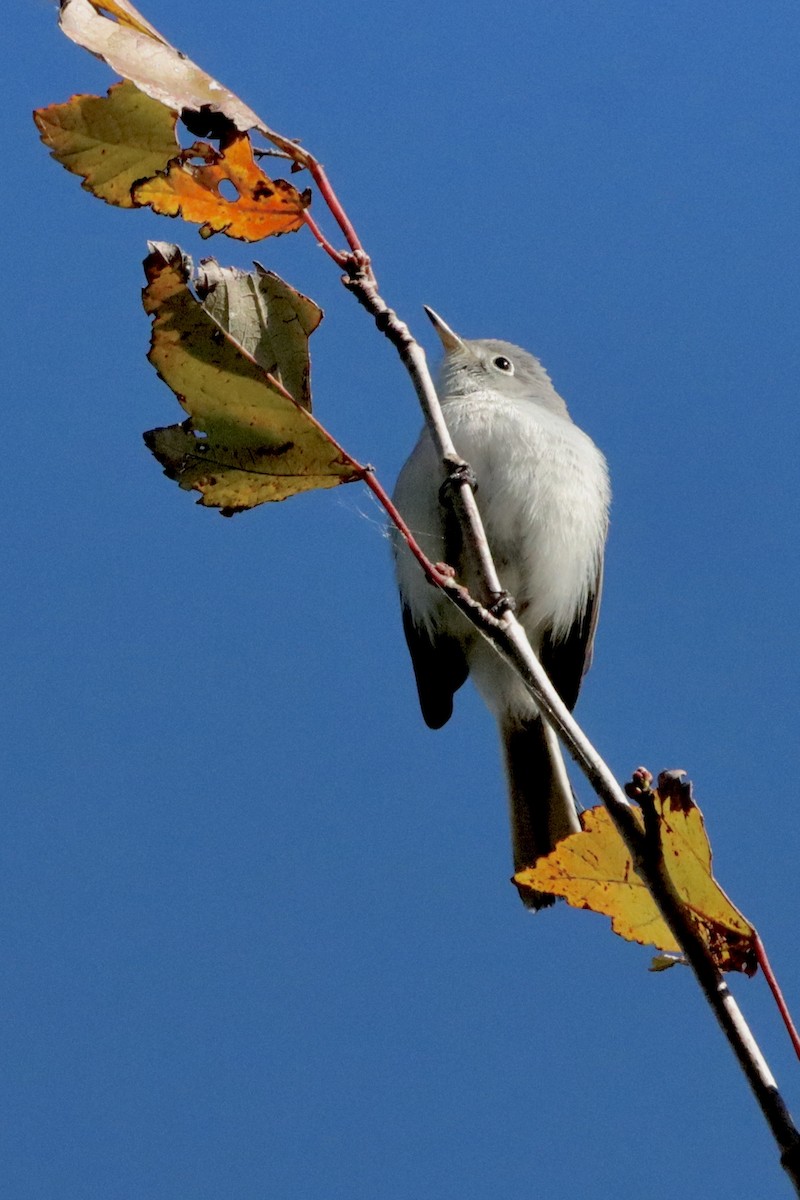 Blue-gray Gnatcatcher - ML625088388