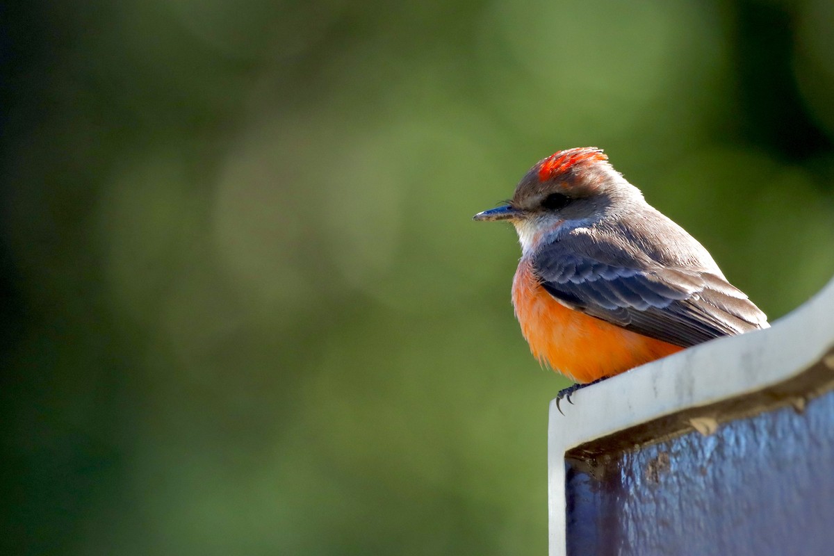 Vermilion Flycatcher - Robbin Mallett