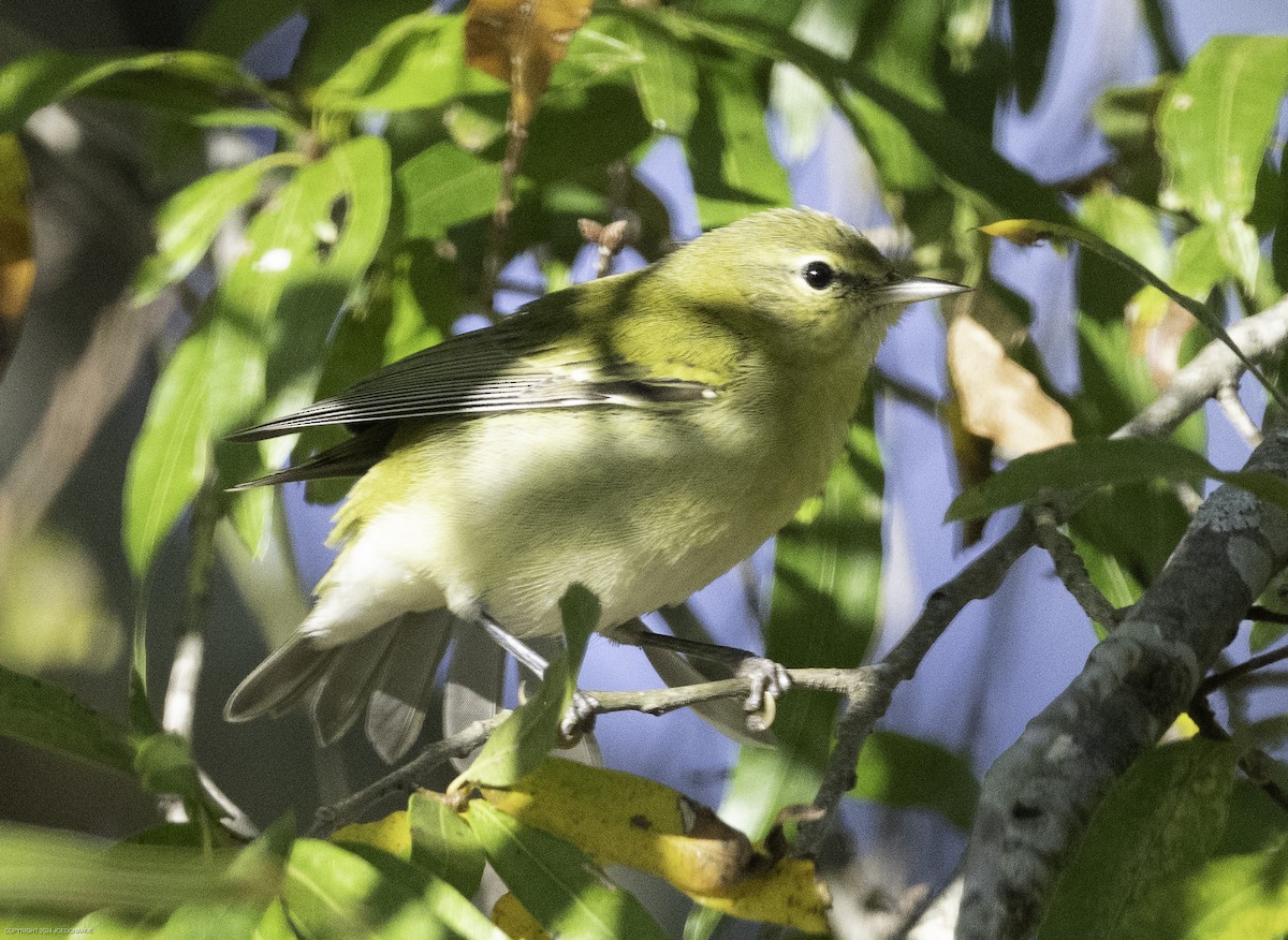 Tennessee Warbler - ML625088414