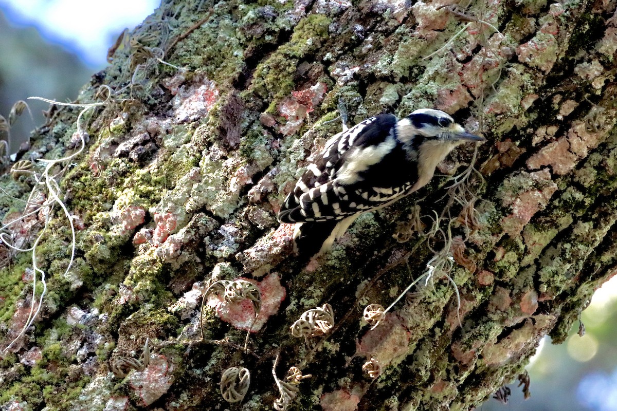 Downy Woodpecker - ML625088422