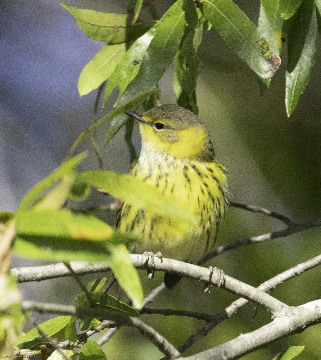 Cape May Warbler - ML625088427