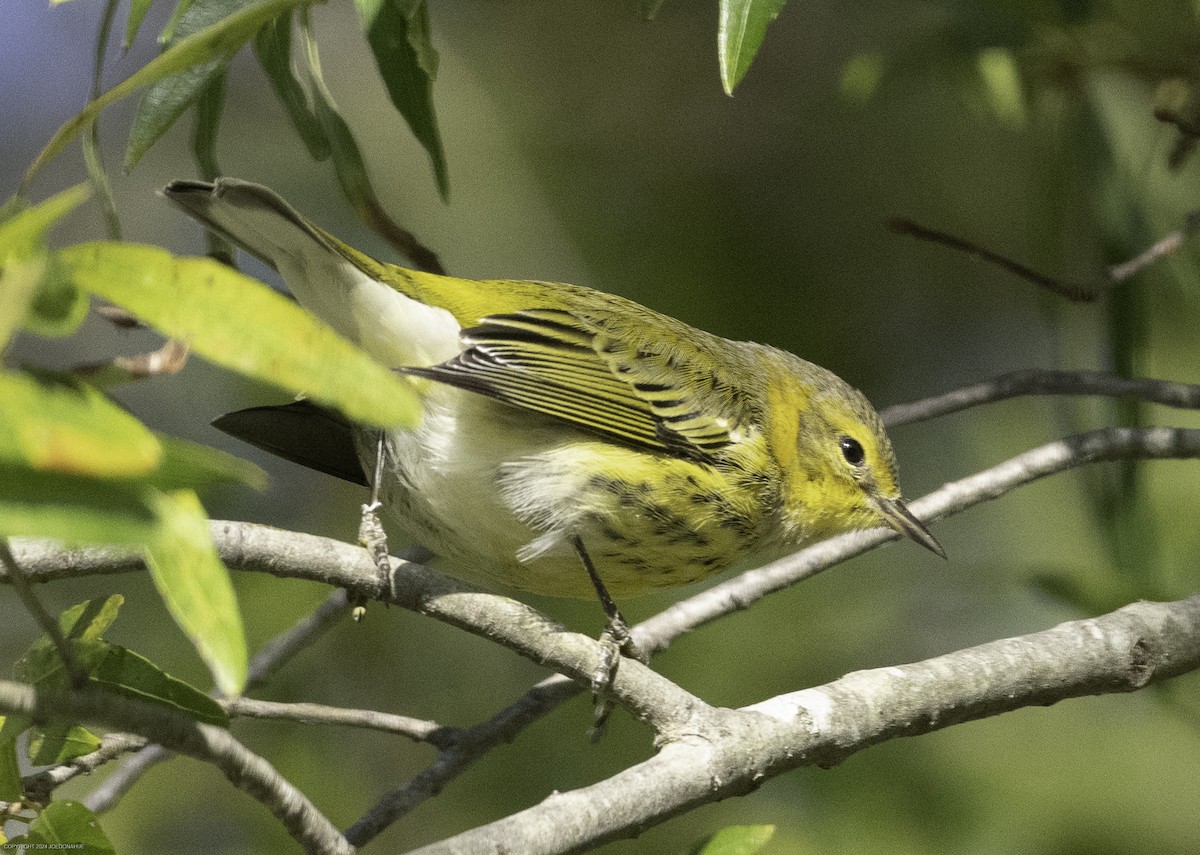 Cape May Warbler - ML625088428