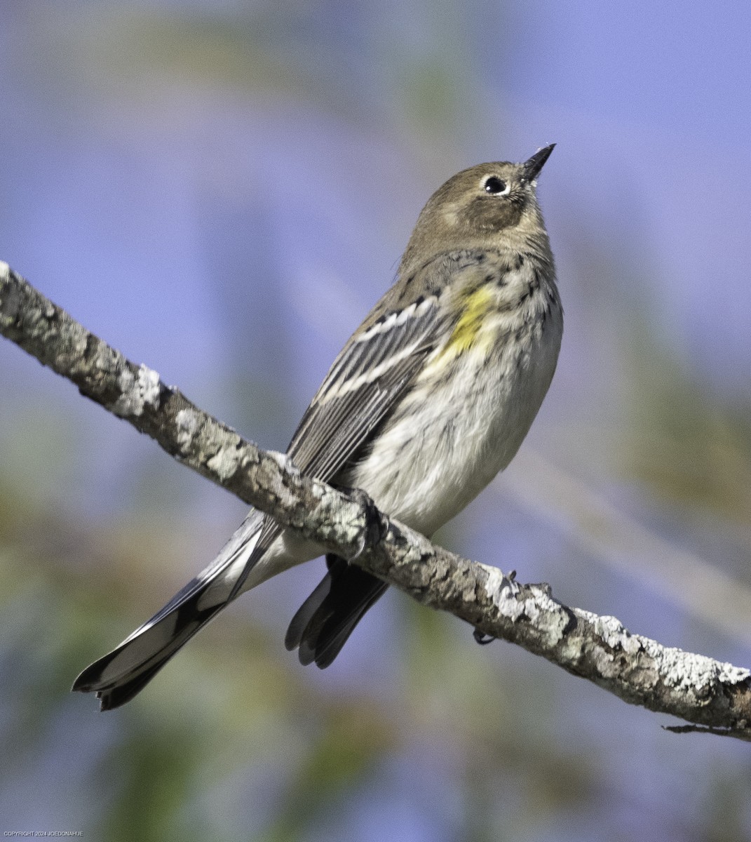 Yellow-rumped Warbler (Myrtle) - ML625088467