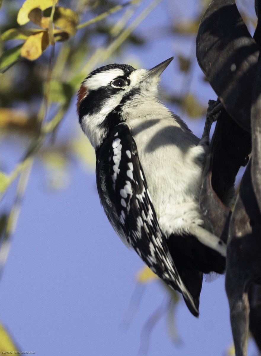 Downy Woodpecker - ML625088491