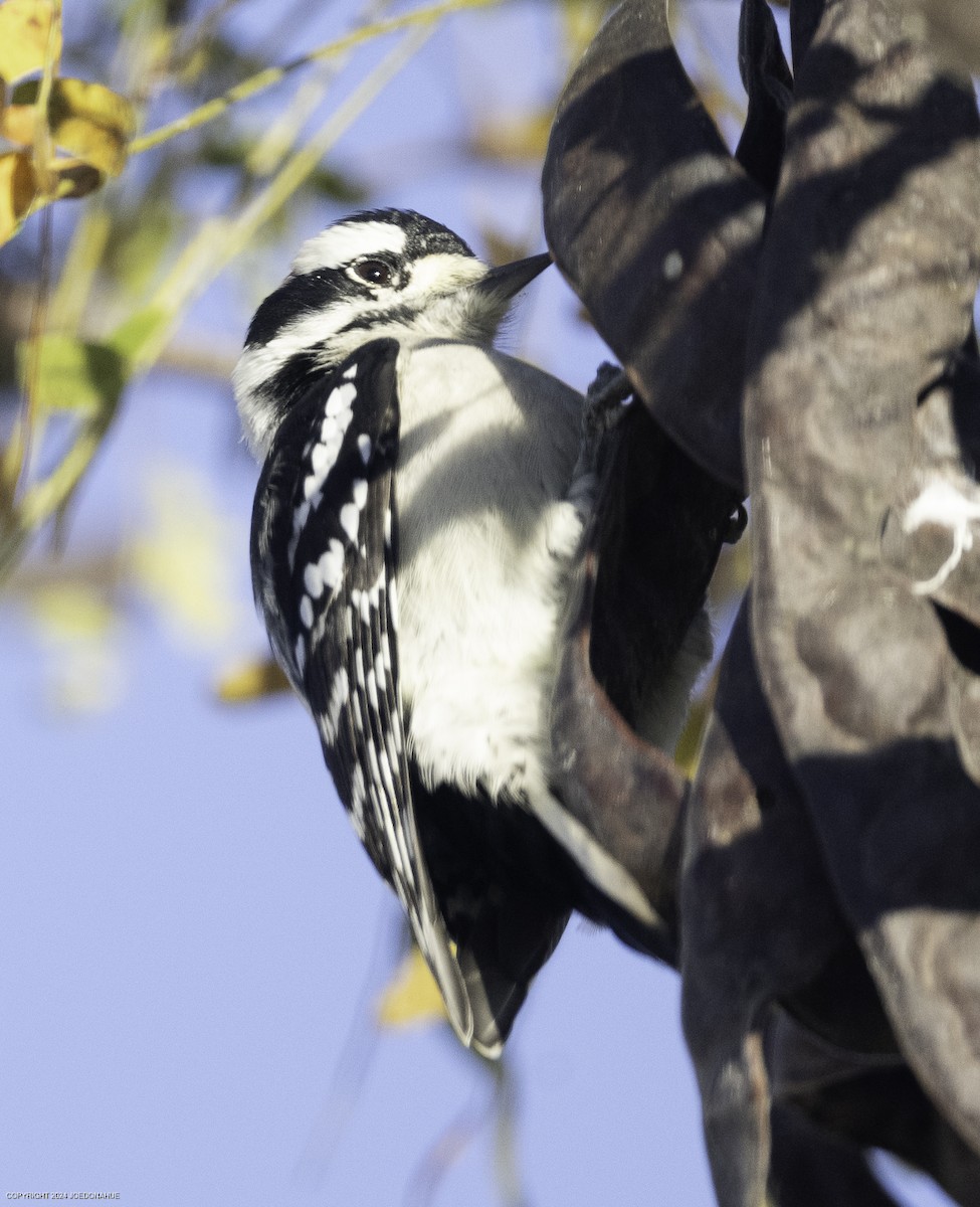 Downy Woodpecker - ML625088492