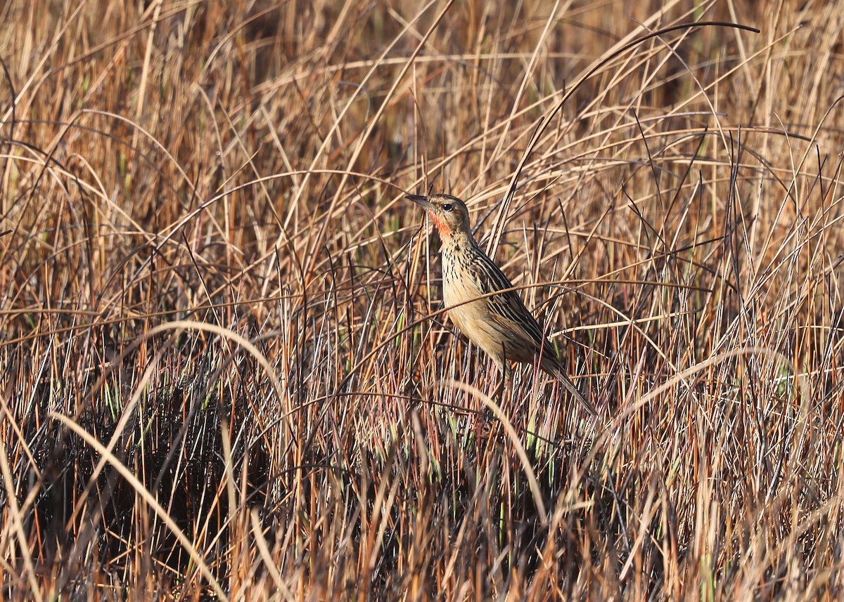 クロスジツメナガタヒバリ - ML625088537