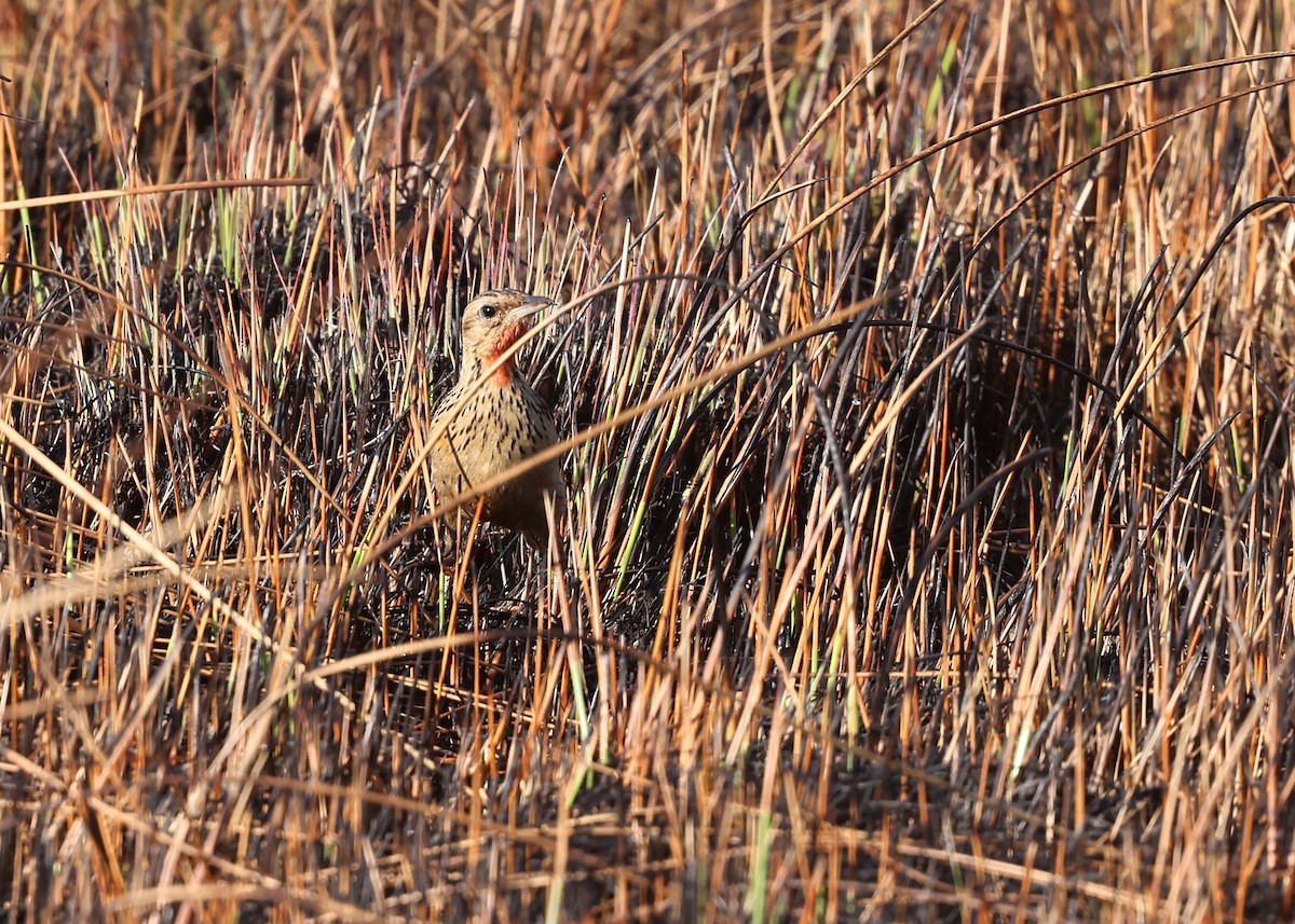 クロスジツメナガタヒバリ - ML625088592