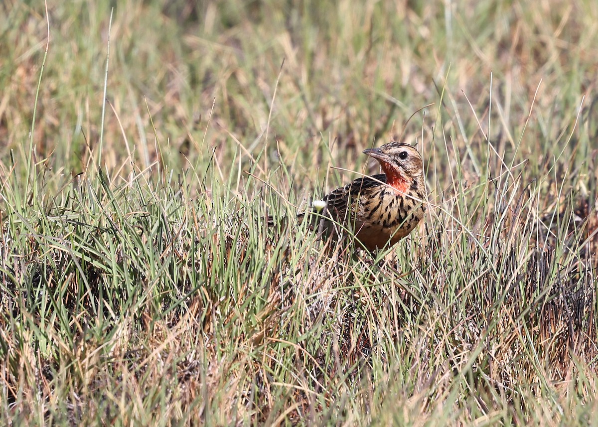 クロスジツメナガタヒバリ - ML625088596