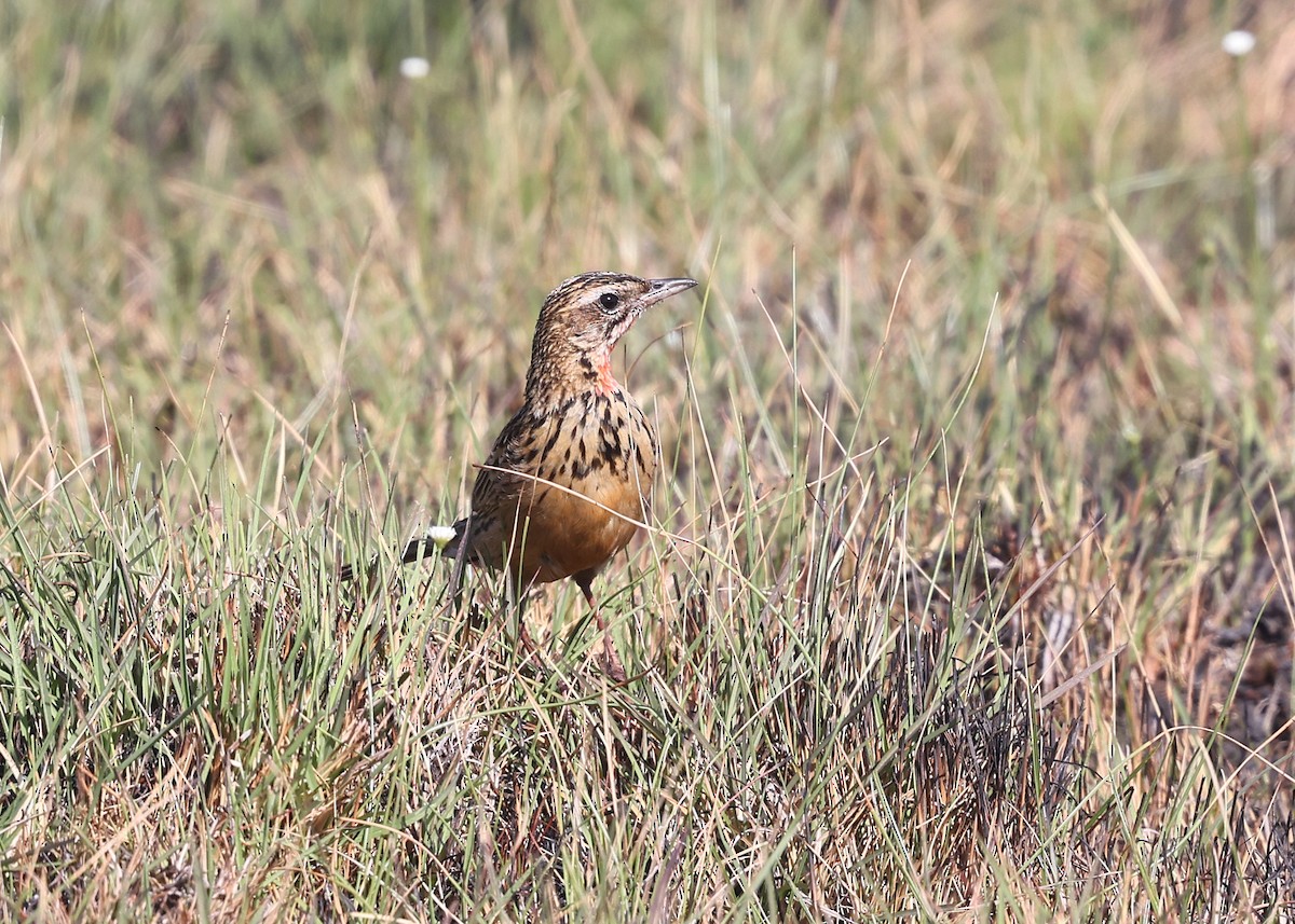 クロスジツメナガタヒバリ - ML625088598
