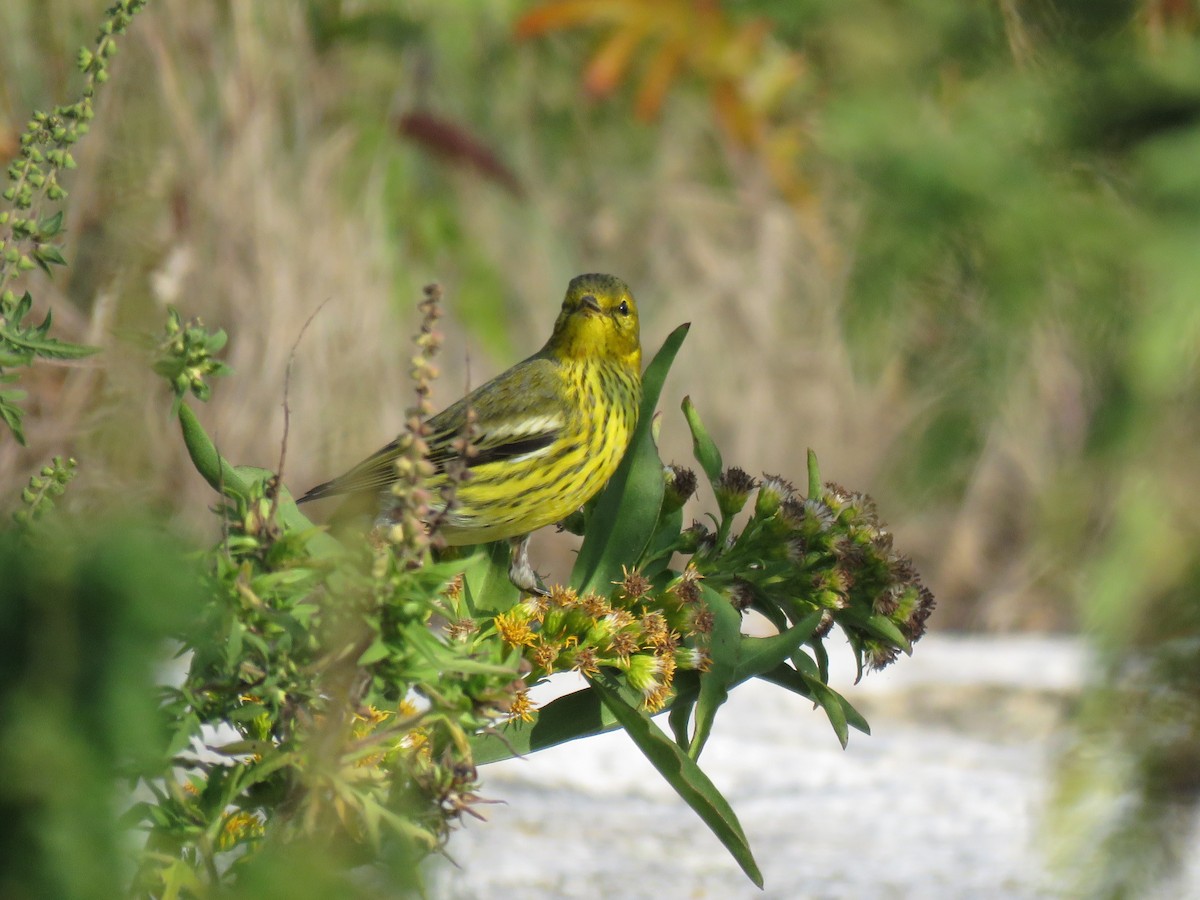 Paruline tigrée - ML625088691