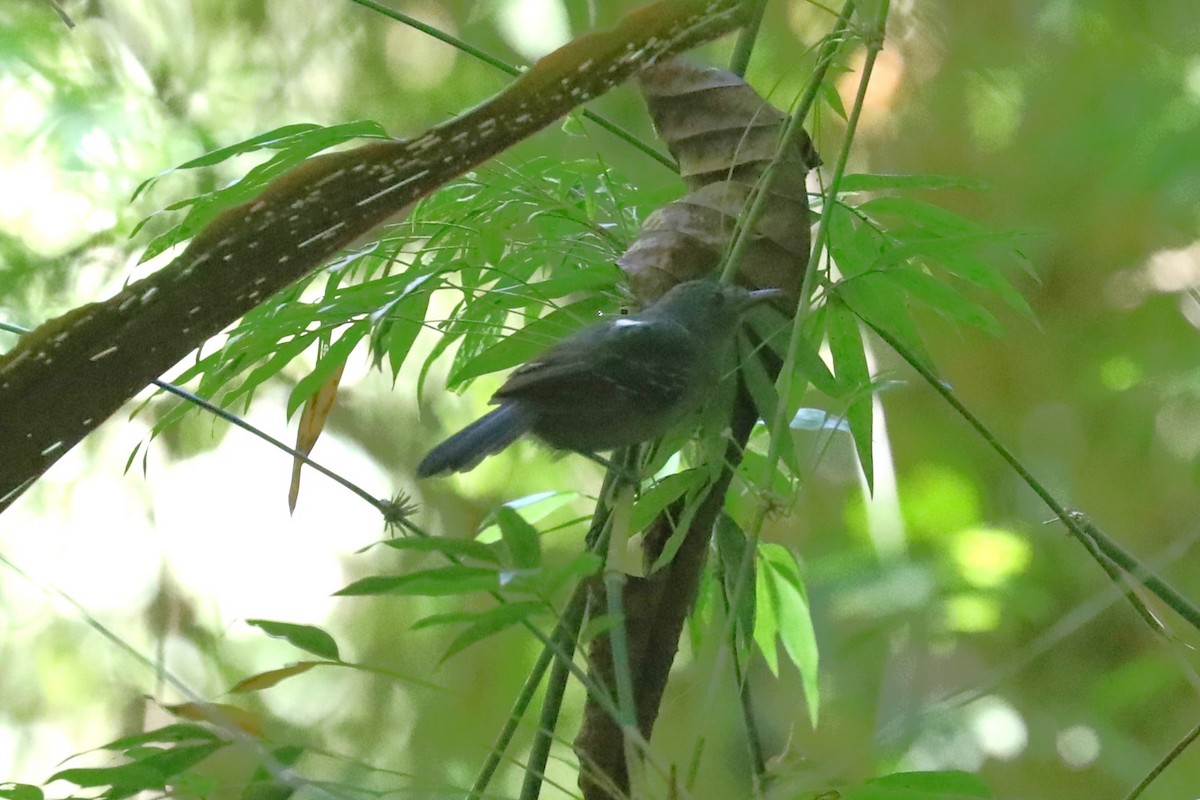 Dusky Antbird - ML625088692